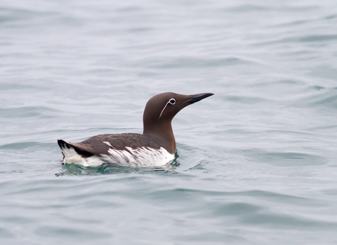 Bridled Common Guillemot