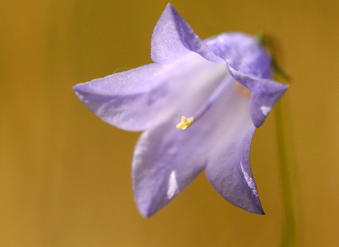 Harebell