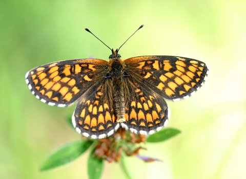 Heath Fritillary butterfly