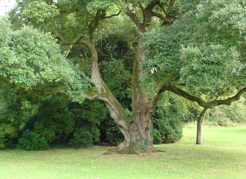 Holm Oak