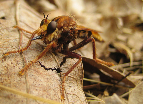 Hornet Robberfly