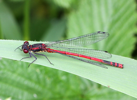 Large Red Damselfly