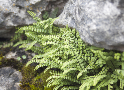 Maidenhair Spleenwort