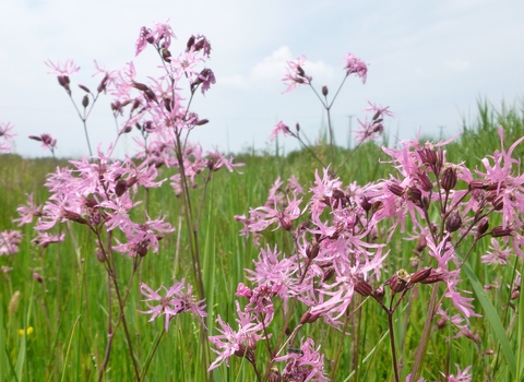 Ragged-Robin