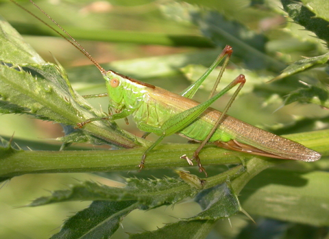 Long-winged Conehead