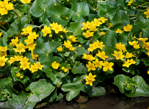 Marsh-marigold