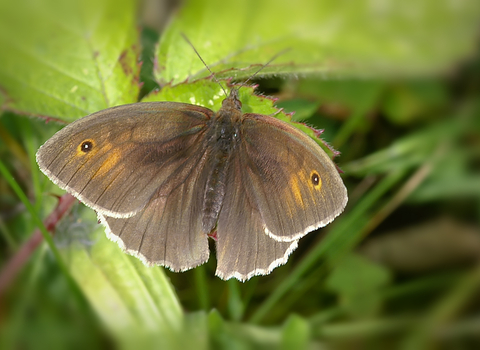 Meadow Brown