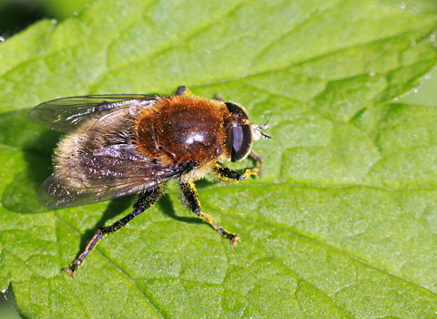 Narcissus Bulb Fly