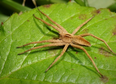 Nursery Web Spider