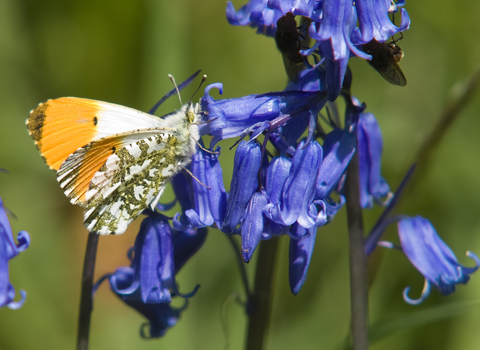 Orange-tip Butterfly