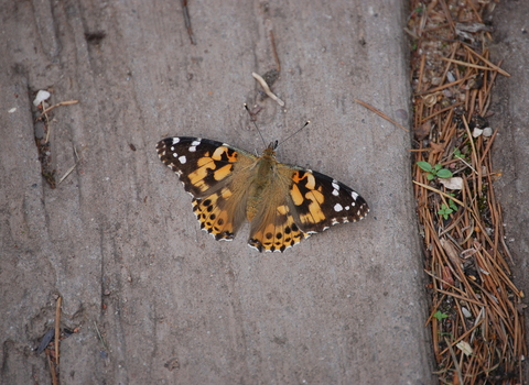 Painted Lady