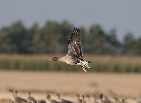 Pink-footed Goose