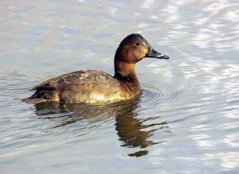 Pochard