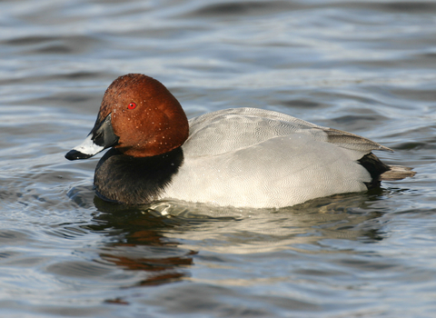 Pochard