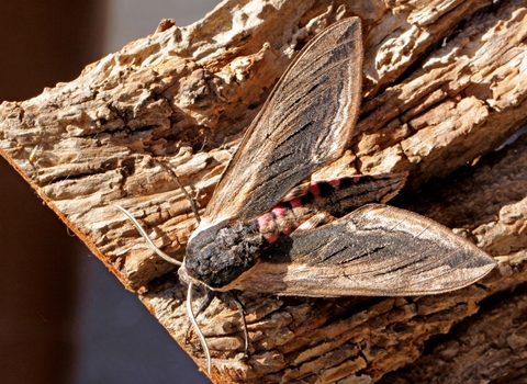 Privet Hawk-moth