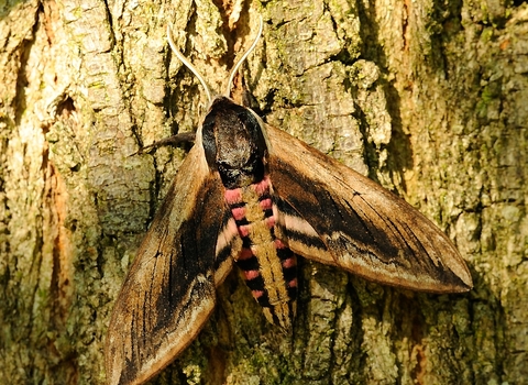 Privet Hawk-moth