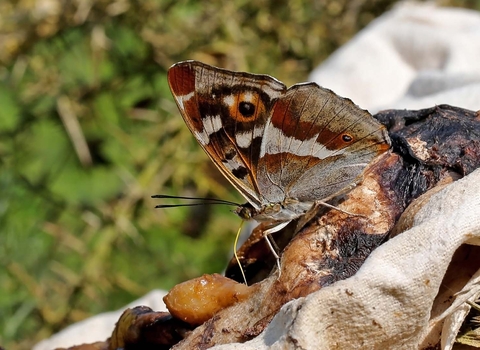 Purple Emperor butterfly