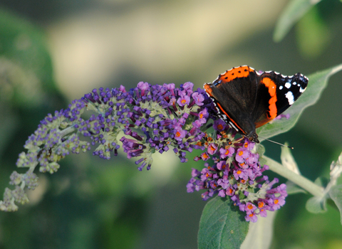 Red Admiral on Buddleia