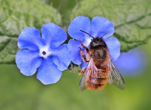 Red Mason Bee