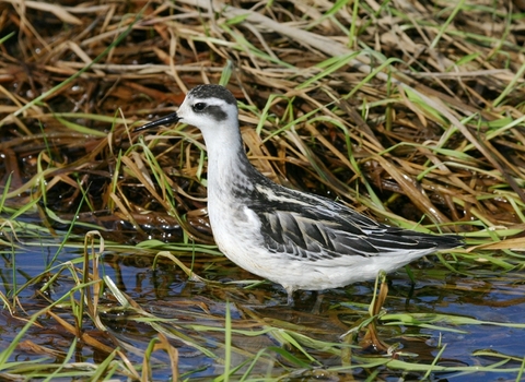 Red-necked Phalarope