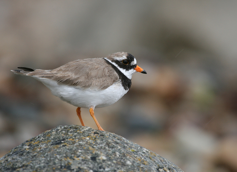 Ringed Plover