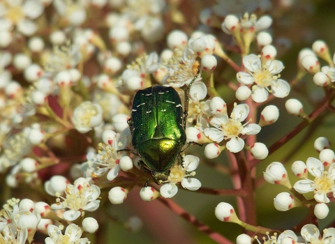 Rose Chafer