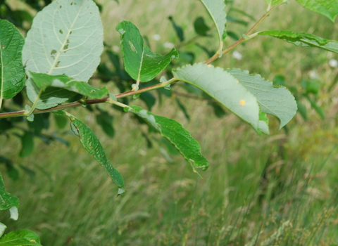 Goat Willow