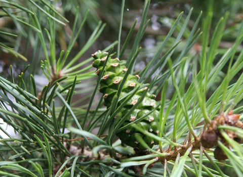 Scots Pine