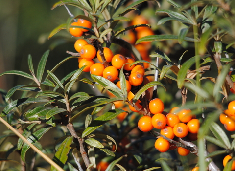 Sea-buckthorn