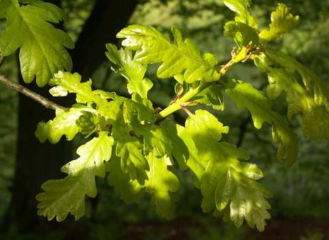 Sessile Oak