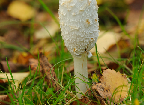 Shaggy Inkcap