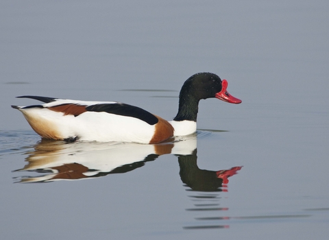 Shelduck