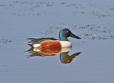 Shoveler