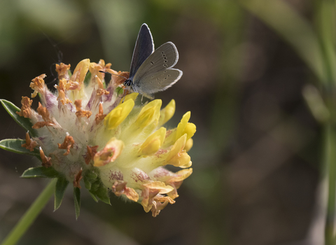 Small Blue butterfly