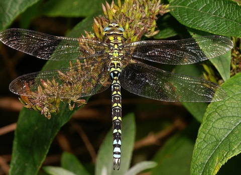 Southern Hawker