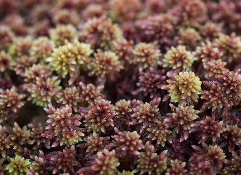 Sphagnum Moss (Sphagnum capillifolium)