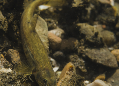 Stone Loach