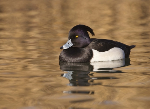 Tufted Duck