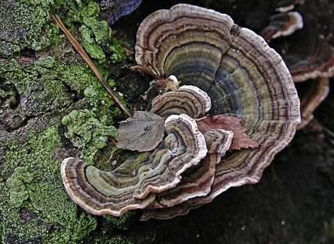 Turkeytail