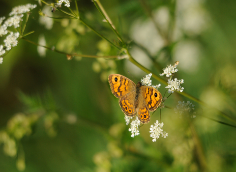 Wall Brown