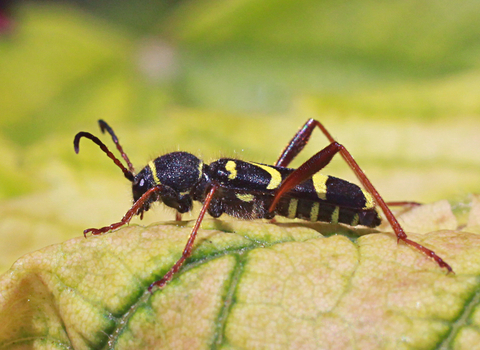 Wasp Beetle