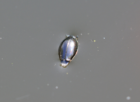 Whirligig Beetle