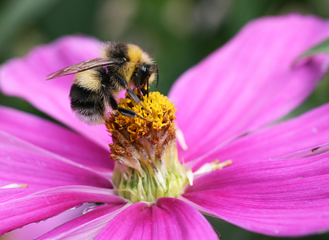 White-tailed Bumblebee