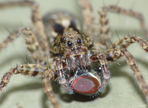 Wolf Spider