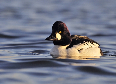 Goldeneye