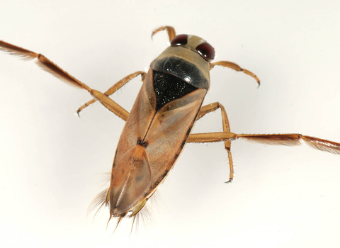 Common Backswimmer