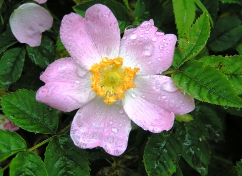 Dog-rose