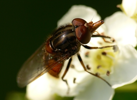 Heineken Fly