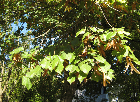 Large-leaved Lime