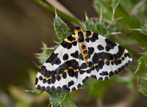 Magpie Moth